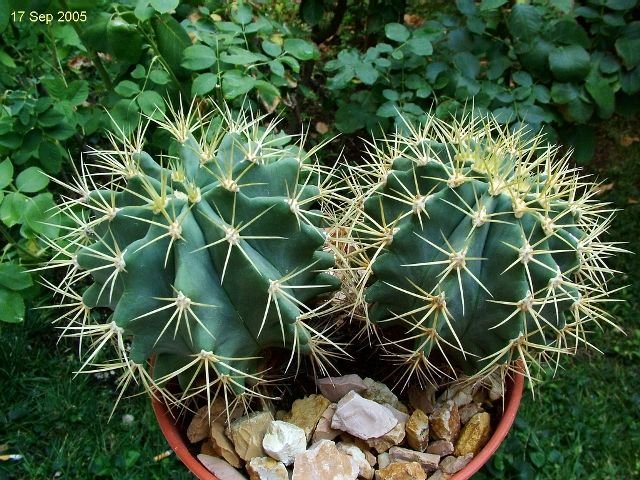 Ferocactus _glaucescens 13